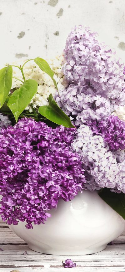 Fond d'écran iPhone Lilac