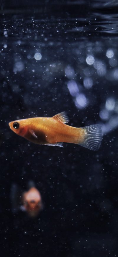 Fond d'écran iPhone Goldfish