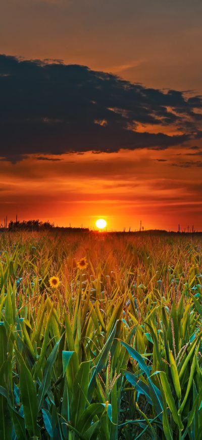 Fond d'écran iPhone Crop Field Sunset
