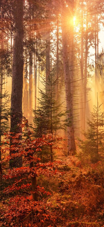 Fond d'écran iPhone Autumn Sunbeams Forest Light Rays 5k