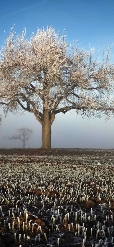 Fond d'écran iPhone Winter Field Landscape Trees