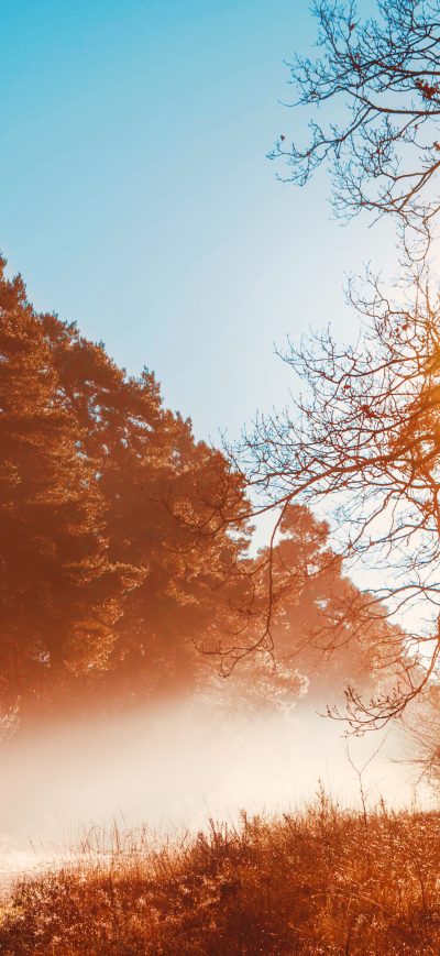 Fond d'écran iPhone Sunbeams Opening Forest Day Autumn Season 5k