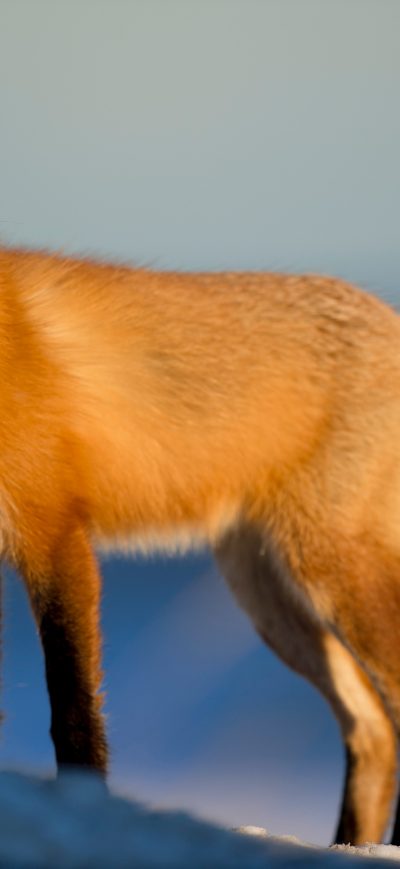 Fond d'écran iPhone Fox Wild 4k