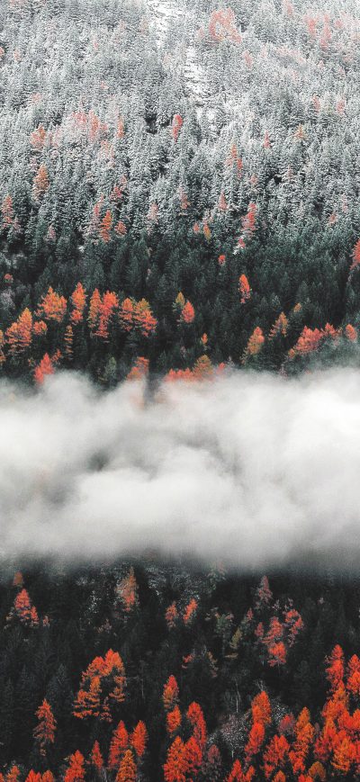 Fond d'écran iPhone Orange Tress Autumn Forest Landscape Mist Scenic Nature