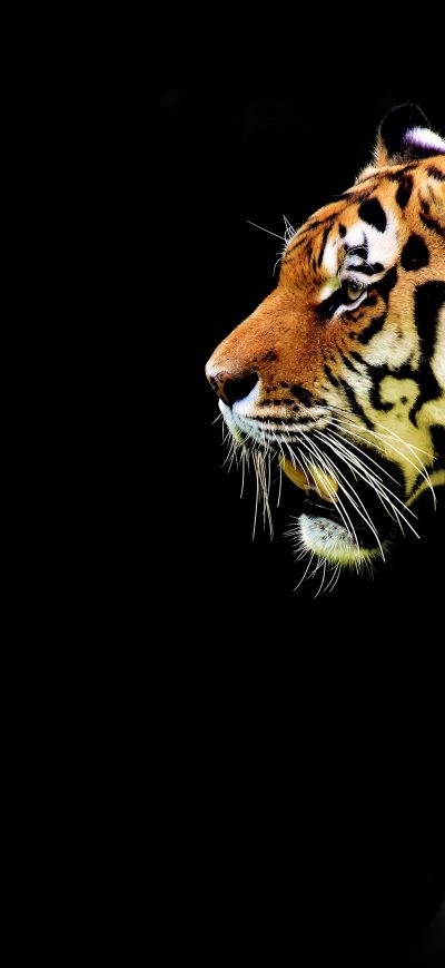 Fond d'écran iPhone Tiger Abstract 5k