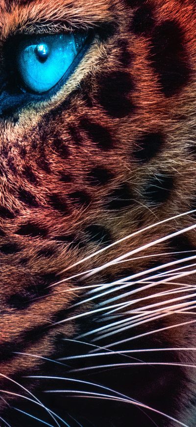 Fond d'écran iPhone Cheetah Magical Eyes 4k