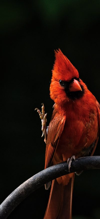 Fond d'écran iPhone Red Bird Feathers