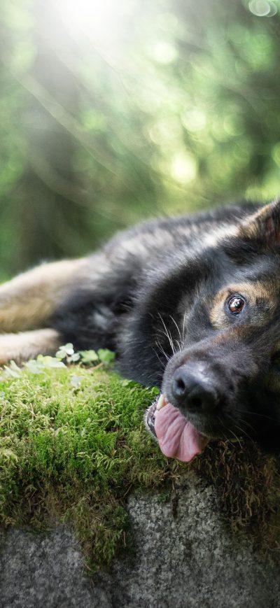 Fond d'écran iPhone German Shepherd Tongue Out 5k
