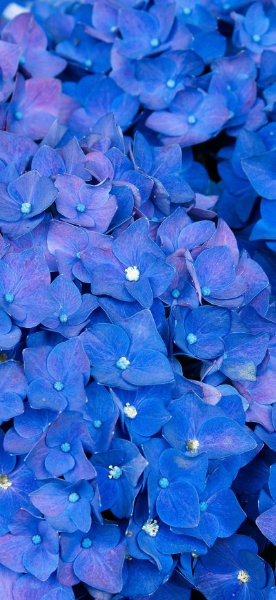 Fond d'écran iPhone Hydrangea 5k