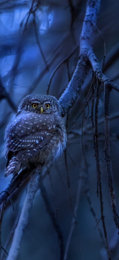 Fond d'écran iPhone Eurasian Pygmy Owl
