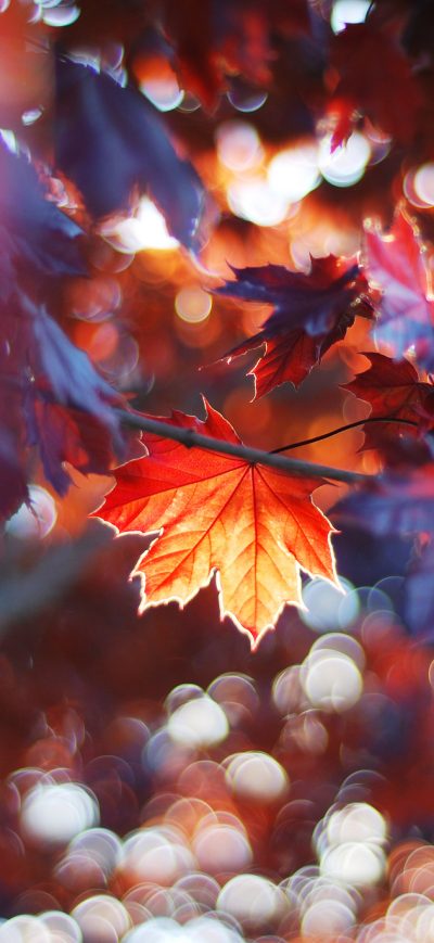 Fond d'écran iPhone Fall Leaves Trees Sunlight Colorful Sun Beams