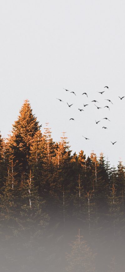 Fond d'écran iPhone Flock Of Birds Flying Trees Landscape View 4k
