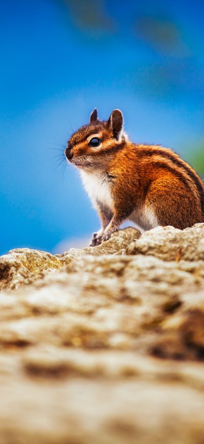 Fond d'écran iPhone Chipmunk