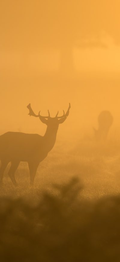Fond d'écran iPhone Deer Fog Dusk Sunset 4k