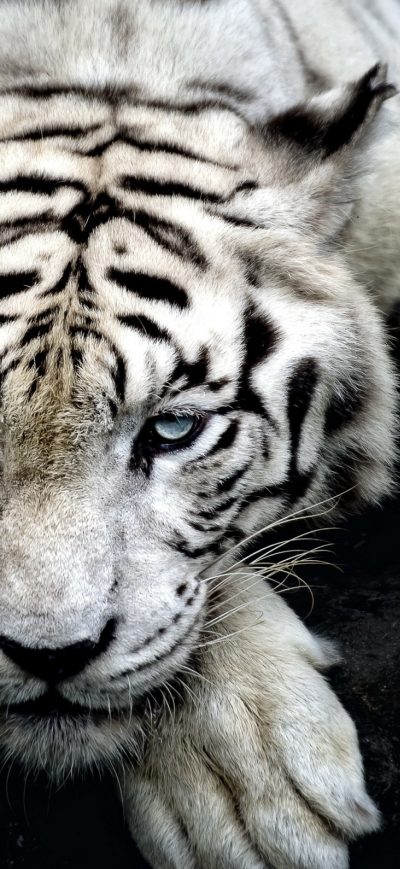 Fond d'écran Tiger Albino sur iPhone