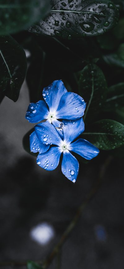 Fond d'écran iPhone Blue Plant Flower