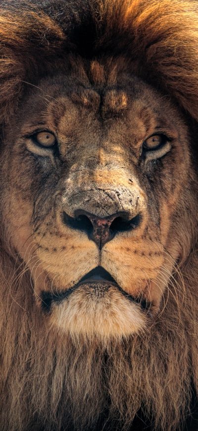 Fond d'écran iPhone 4k Lion Hd