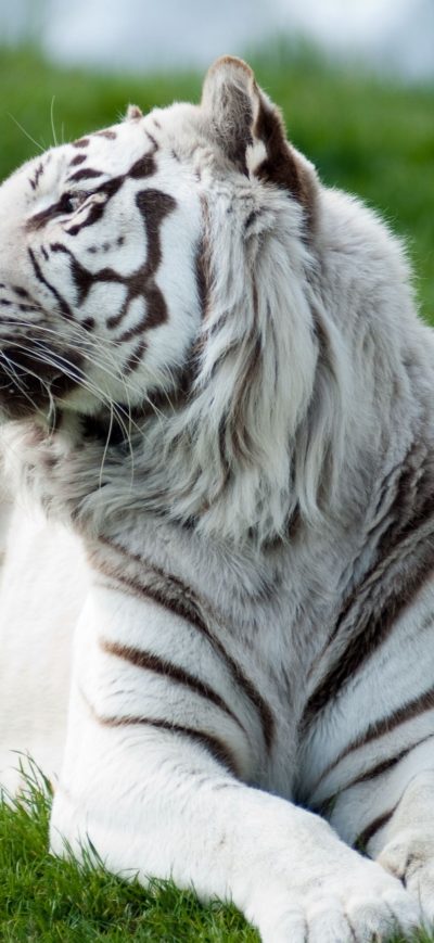 Fond d'écran iPhone Tiger Albino 2