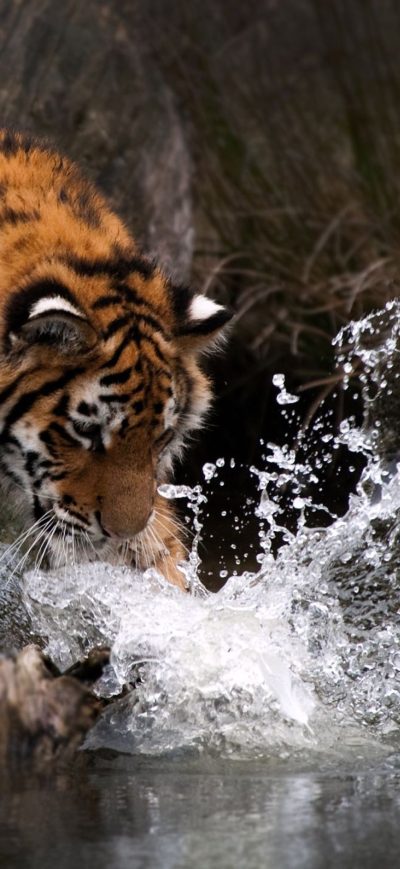 Fond d'écran iPhone Tiger Water 4k