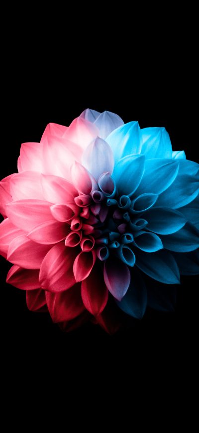 Fond d'écran iPhone Flower Oled Dark 5k