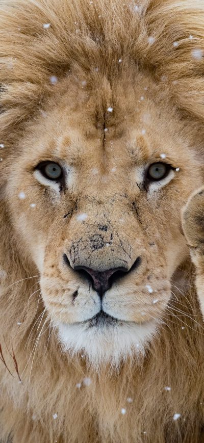 Fond d'écran iPhone Lion With Cub
