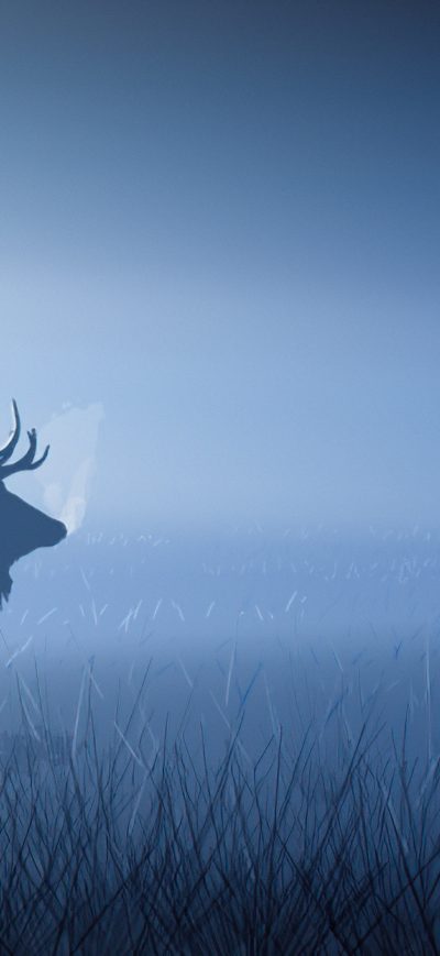 Fond d'écran iPhone Red Stag In Morning Fog
