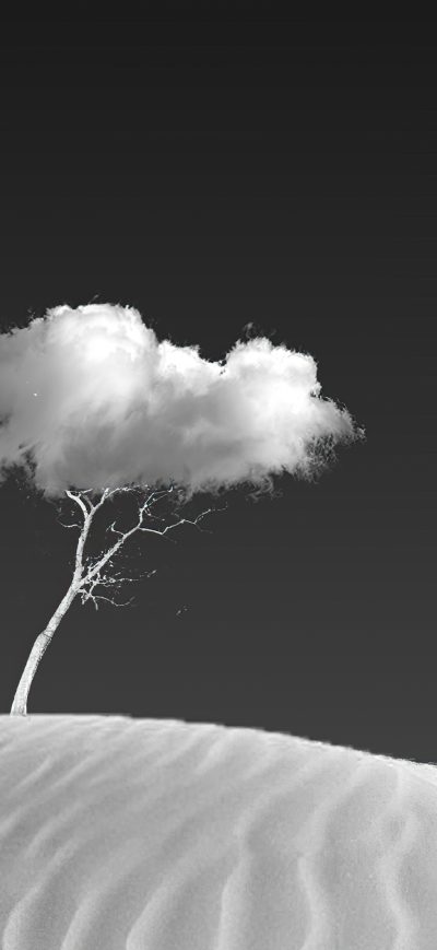 Fond d'écran iPhone Cloud On Tree