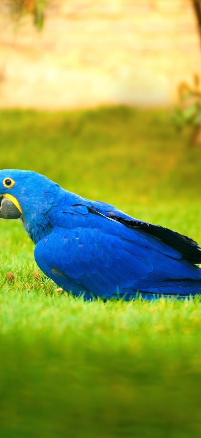 Fond d'écran iPhone Macaw Bird 4k