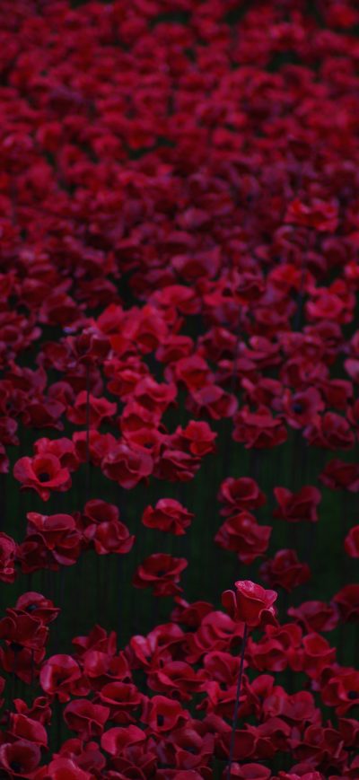 Fond d'écran iPhone Flowers Bed 5k