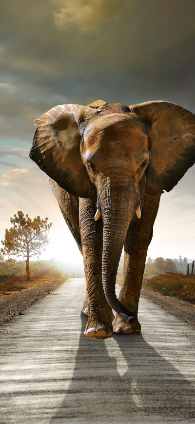 Fond d'écran iPhone Elephant Walking On The Road Hdr 8k