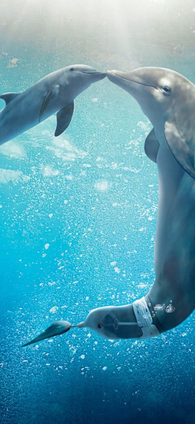Fond d'écran iPhone Dolphin Tale 2 Movie