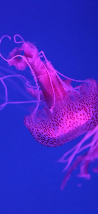 Fond d'écran iPhone 5k Jellyfish