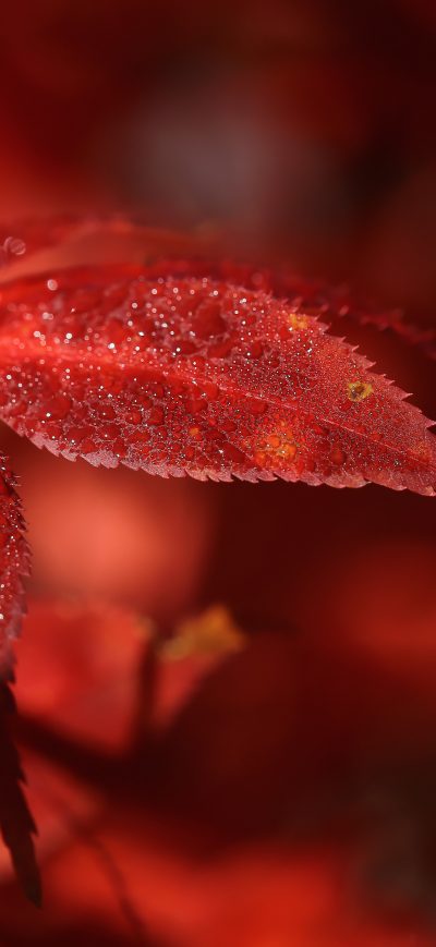 Fond d'écran iPhone Red Leaf Macro 5k
