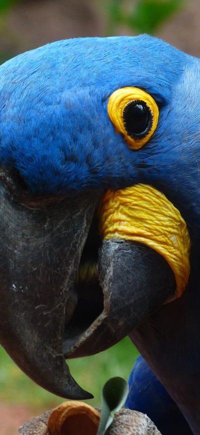 Fond d'écran iPhone Macaw Parrot 2