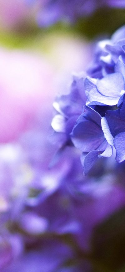 Fond d'écran Flower 4k sur iPhone