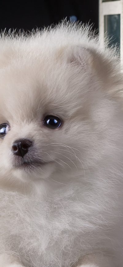 Fond d'écran iPhone Puppy White Cute