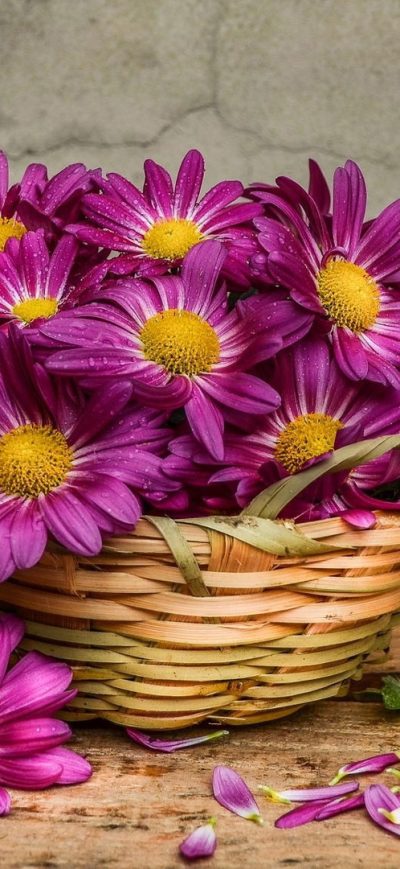 Fond d'écran iPhone Daisies In A Basket