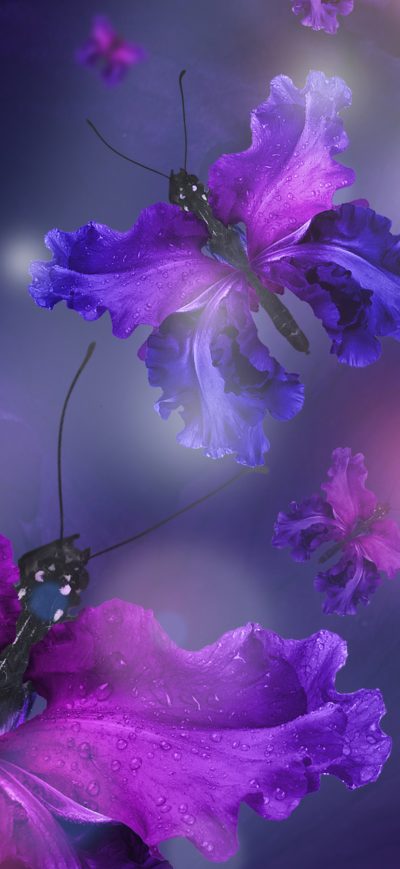 Fond d'écran iPhone Butterfly Design