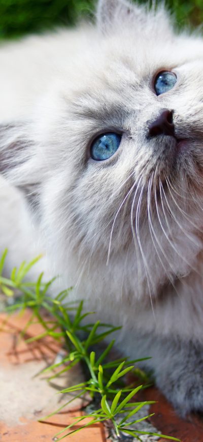 Fond d'écran iPhone Kitty Blue Eyes 5k