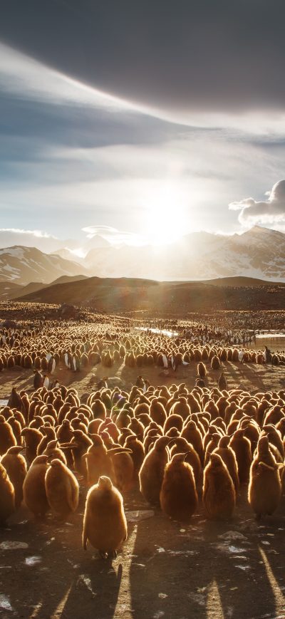 Fond d'écran iPhone Juvenile King Penguins 5k