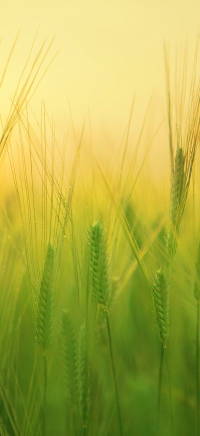 Fond d'écran iPhone Barley Field 4k