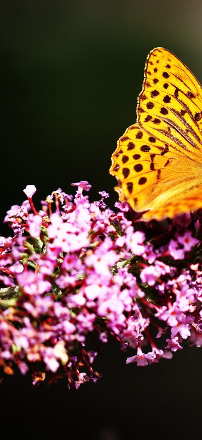 Fond d'écran iPhone Beautiful Butterfly 4k