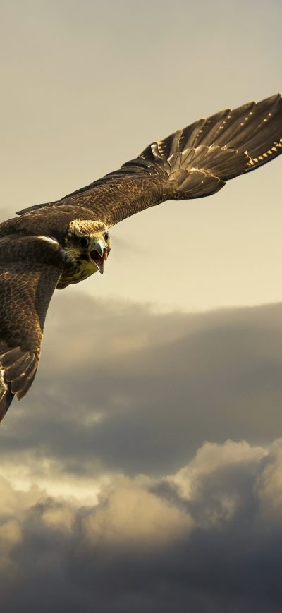 Fond d'écran iPhone Angry Hawk 4k
