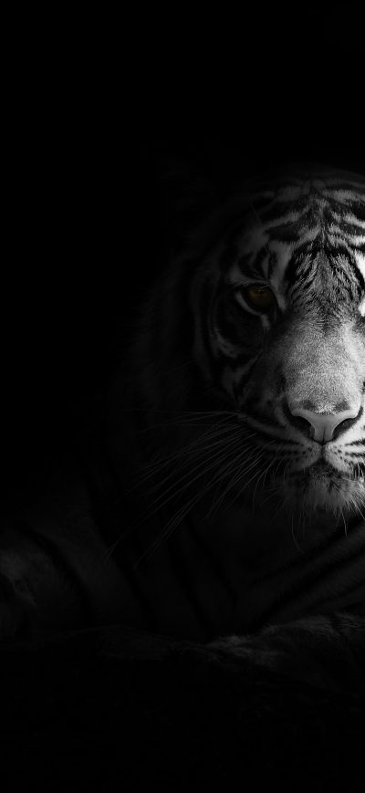 Fond d'écran iPhone Big Cat Tiger 4k