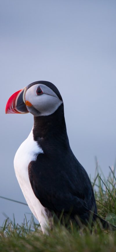 Fond d'écran iPhone Puffin Bird