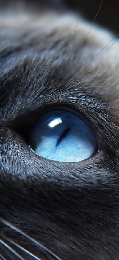 Fond d'écran iPhone Cat Eyes Closeup