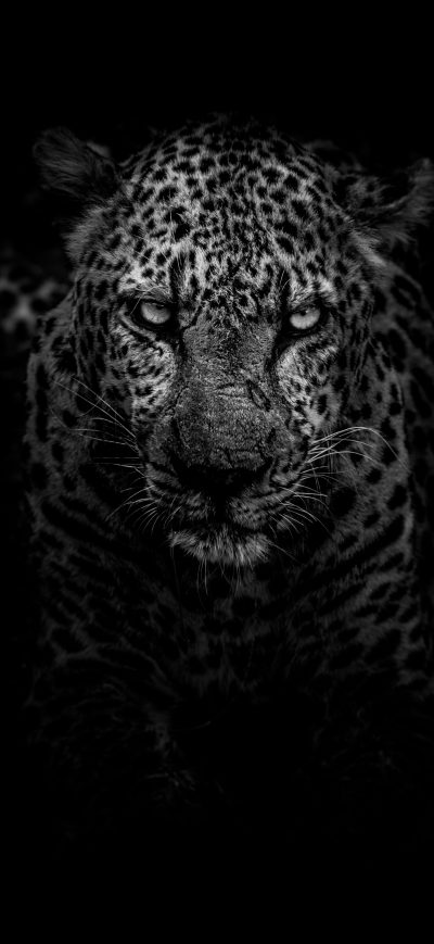 Fond d'écran iPhone Leopard Dark Monochrome 5k