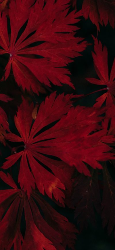 Fond d'écran iPhone Leaf Dark Vignette Autumn Fall 4k