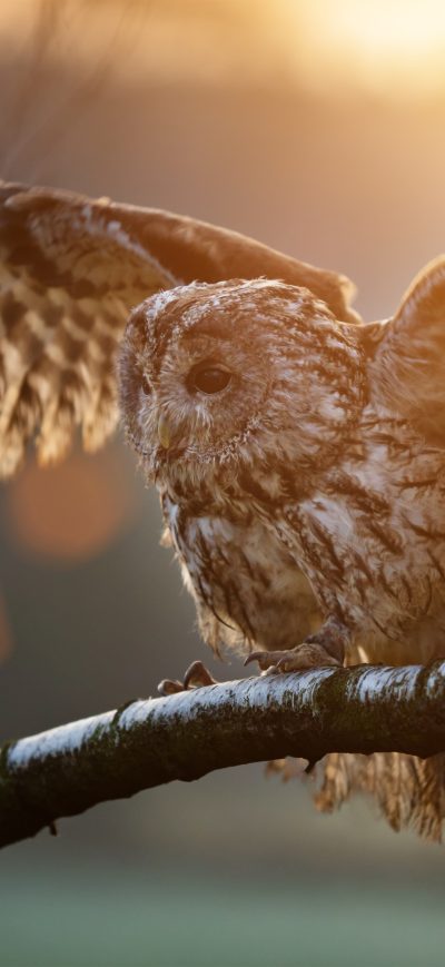 Fond d'écran iPhone Owl Sitting On Branch