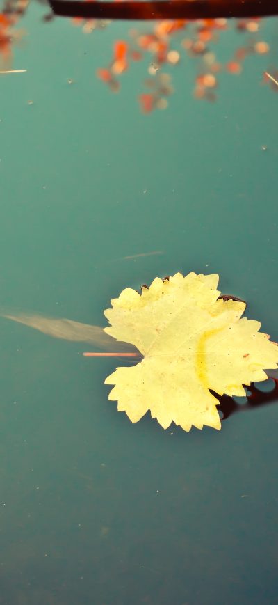 Fond d'écran iPhone Leaf 4k